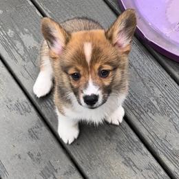 Male 3 - Sable male Pembroke Welsh Corgi puppy in Moundville, Alabama from Cartee Corgis - Debi Cartee Mills