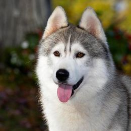 Siberian Huskies from Stoli Siberians