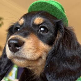 Dachshunds from Ormonde Long Lil’ Doxies