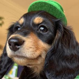 Dachshunds from Ormonde Long Lil’ Doxies