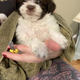 Havanese Puppies from Coco’s Puppies