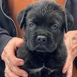 Purple collar - Black brindle female Cane Corso puppy in New Smyrna Beach, Florida from Gator Country Canè Corsos