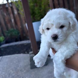 Bruno - White female Bichon Frise puppy in Gresham, Oregon from Lyudmyla Loves Puppies