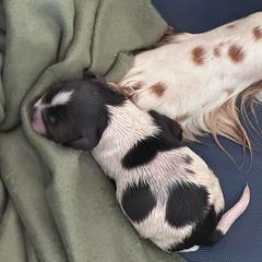 Boy 3 - Liver and white male Springerdoodle puppy in Reddick, Florida from Cooper’s Mini Doodles