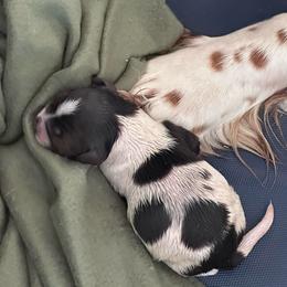 Boy 3 - Liver and white male Springerdoodle puppy in Reddick, Florida from Cooper’s Mini Doodles