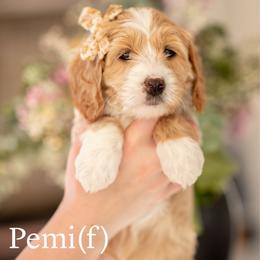 Pemi - Apricot female Goldendoodle puppy in Acton, Maine from Silver Pines Pups