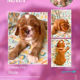 Maui - Ruby male Cavalier King Charles Spaniel puppy in Kapaa, Hawaii from Hanai Cavaliers