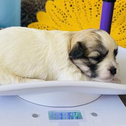 Havanese Puppies from Sonny's Pups