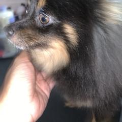 Coffee - Pomeranian