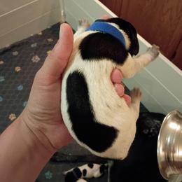 Boy 1 Dark blue - Black and white male German Shorthaired Pointer puppy in Riverdale, Michigan from Ninemire Farm