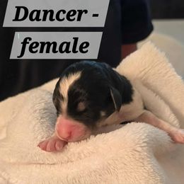 Dancer - Tri-color female Bernedoodle puppy in Montverde, Florida from Central Florida Bernedoodles