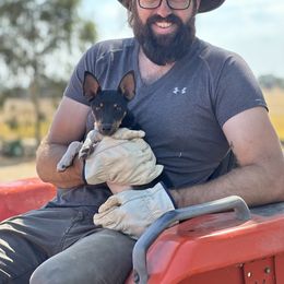 Buck - White black and tan male Rat Terrier puppy in Lodi, California from Top Shelf Rat Terriers