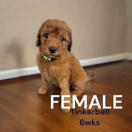 Goldendoodle Puppies from Stacy Warwick