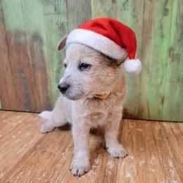 Orange Collar - Cheeto - Red speckled male Australian Cattle Dog puppy in Riverton, Utah from Rundown Ranch Cattle Dogs