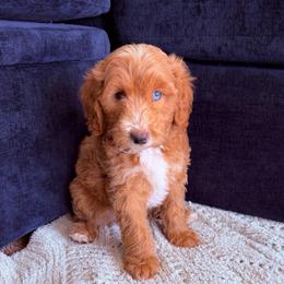 Eloise - Parti female Goldendoodle puppy in Barstow, California from Golden Desert Doodles