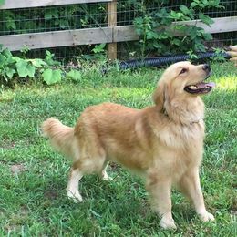 Brantley  - Golden Retriever