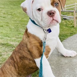American Bulldogs from Stewart’s American Bulldogs