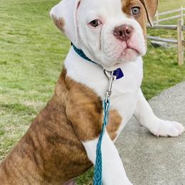 American Bulldogs from Stewart’s American Bulldogs