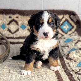 Jolene - Black rust and white Bernese Mountain Dog puppy in Findlay, Ohio from Rafter 58 Bernese Mountains and Bernedoodles