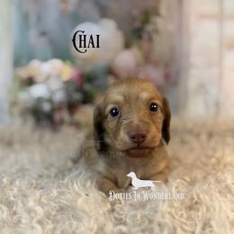 Chai - Cream male Dachshund puppy in Rainier, Oregon from Doxies in Wonderland