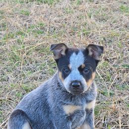 Bam Bam - Blue male Australian Cattle Dog puppy in Laurinburg, North Carolina from Fun Size Heelers