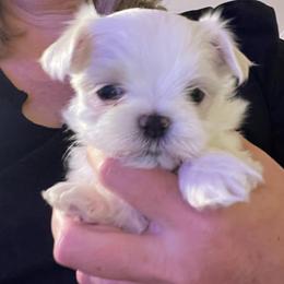 AKC Male 2 - White male Maltese puppy in Wilson, New York from Maltese By Valerie