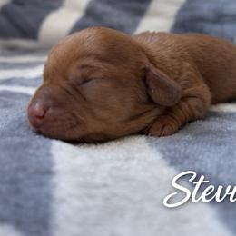 Stevie - Red female Dachshund puppy in Russellville, Arkansas from River Valley Daschunds