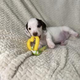 Remi - Piebald male Dachshund puppy in Blackfoot, Idaho from 208 Weenies