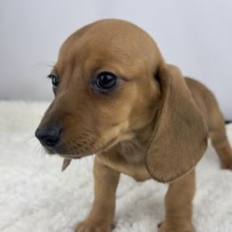 Apple Crisp - Red female Dachshund puppy in Sacramento, California from MiniDoxPups