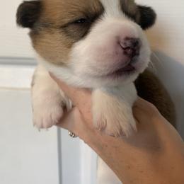 Frosty - Red male Pembroke Welsh Corgi puppy in Cumming, Georgia from Carter’s Corgis LLC