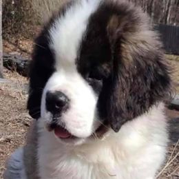 Saint Bernards from Keystone Saints