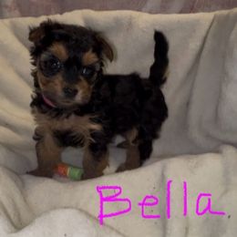 Bella - Black & tan tri-color female Morkie puppy in Seneca, Missouri from M.Y. Morkies and Yorkies