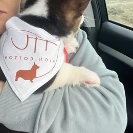 American Corgi and Pembroke Welsh Corgi Puppies from High Cotton Corgis