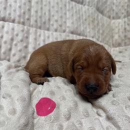 Female 4 - Yellow female Labrador Retriever puppy in Wardensville, West Virginia from Sager’s Labrador Puppies
