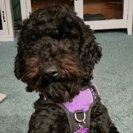 Trixie - Goldendoodle