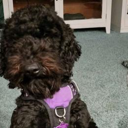 Trixie - Goldendoodle