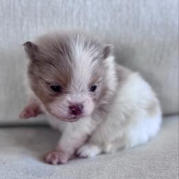 Saki - Lavender male Pomeranian puppy in Canandaigua, New York from Fingerlakes Pomeranians