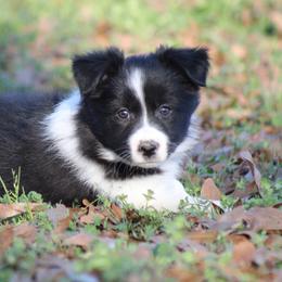 BG2 - Black female Border Collie puppy in Tylertown, Mississippi from Cool Meadow Farms