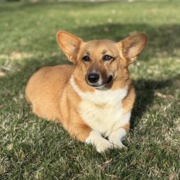 Jada - Pembroke Welsh Corgi