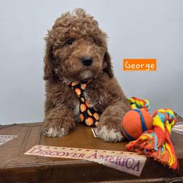 George - Red  male Goldendoodle puppy in Neillsville, Wisconsin from Granton Creek