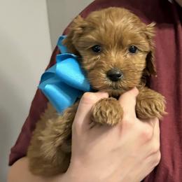 Rosalina - Red  female Goldendoodle puppy in Dayton, Tennessee from MK Goldendoodles