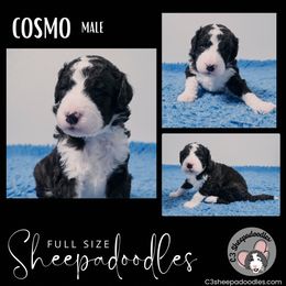 Cosmo - Sheepadoodle puppy in Bloomfield, New Jersey from C3 Sheepadoodles