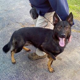 German Shepherds from Firelight German Shepherds