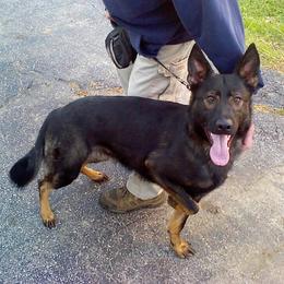 German Shepherds from Firelight German Shepherds