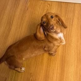 Pen - Dachshund