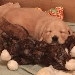Golden Retriever Puppies from Vixena Golden Retrievers