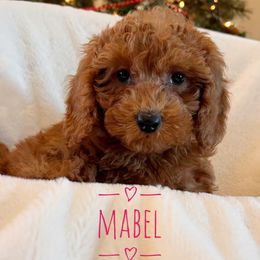 Mabel - Goldendoodle puppy from Supreme Doodles