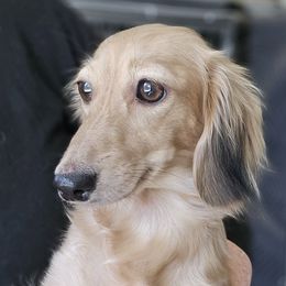 Holly - Dachshund