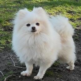 Lyla - Cream female Pomeranian puppy in Burton, Michigan from Ranger's Pomeranians