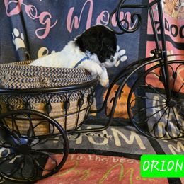 Orion - Parti male Poodle puppy in Wittmann, Arizona from Marlees Puppies 1